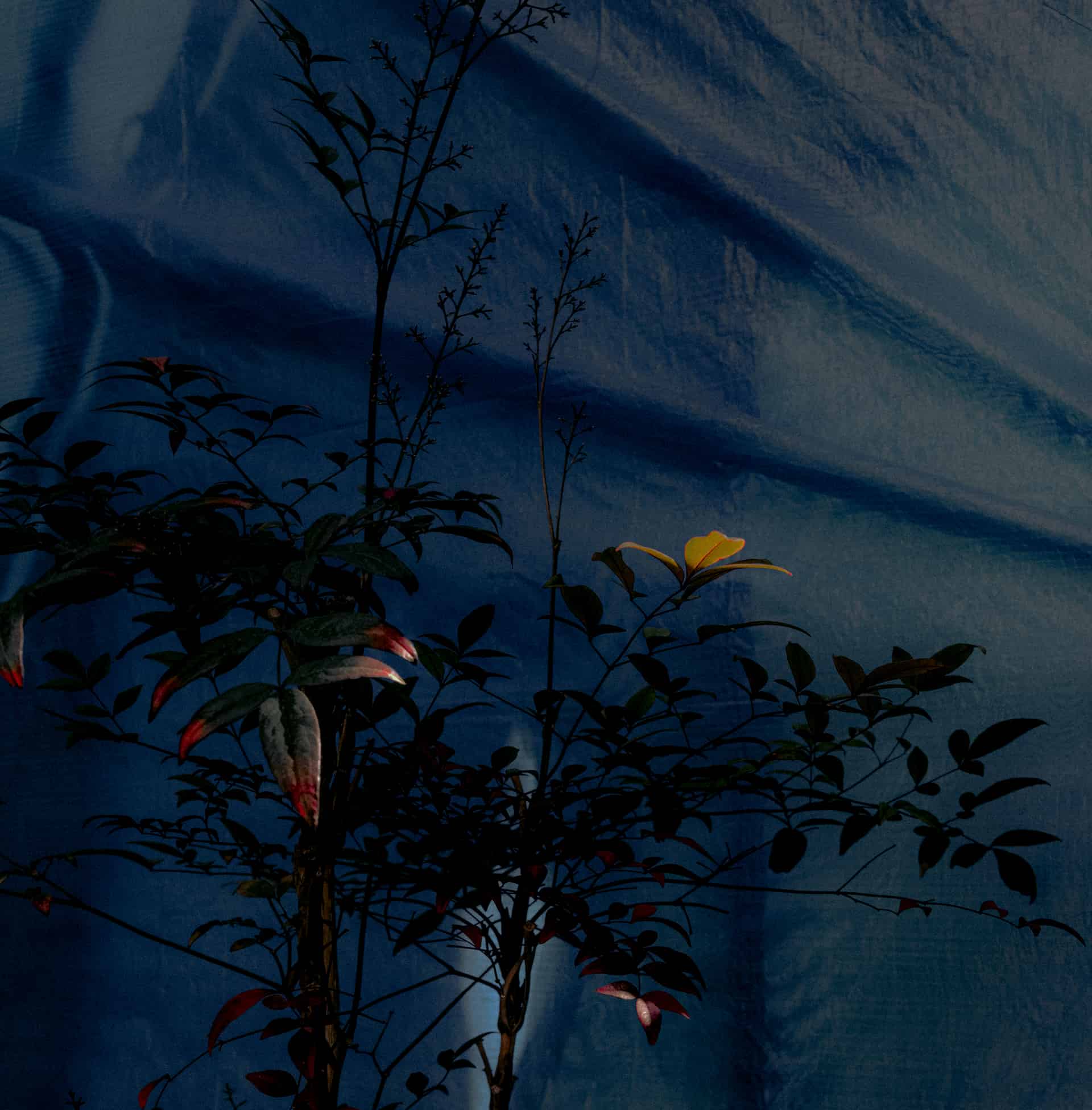 L1021135.jpg