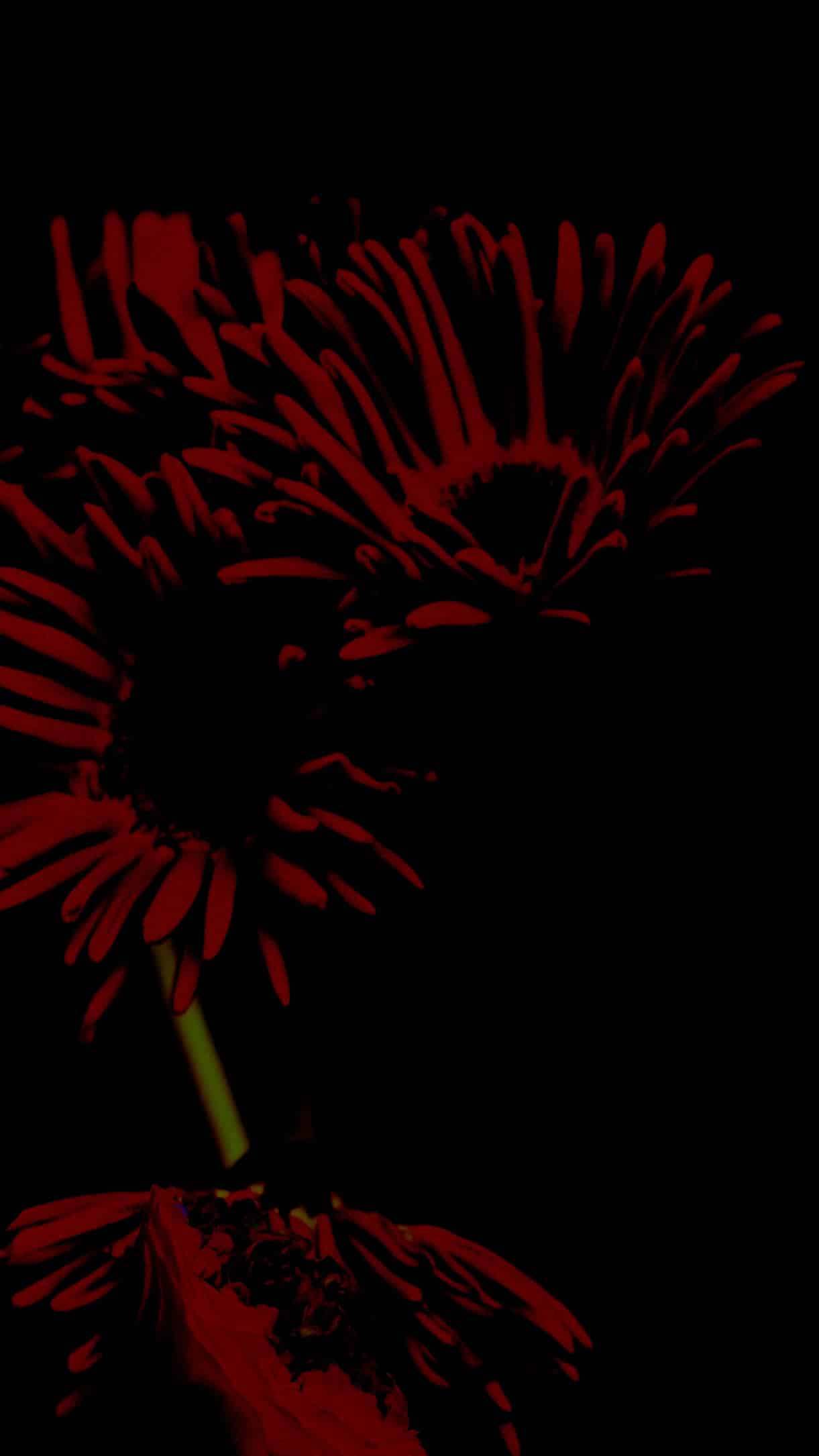 L1030258.jpg